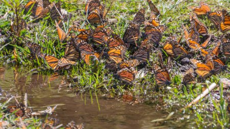 Monarch Butterflies drinking water in Michoacan, Mexico
