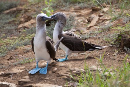Photo for Pair of blue footed boobies performing mating dance, Galapagos Islands, Ecuador, Pacific, South America - Royalty Free Image