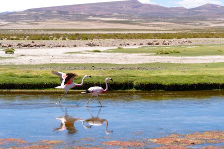 Téléchargez les photos : Un flamant Anande marchant dans les eaux peu profondes d'une rivière de couleur rouge en Bolivie. Le flamant andin est une espèce de flamant rose originaire des Andes en Amérique du Sud.. - en image libre de droit