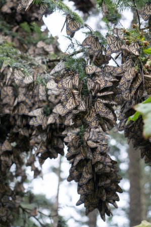 Téléchargez les photos : Papillons monarques en Querétaro, le Mexique - en image libre de droit
