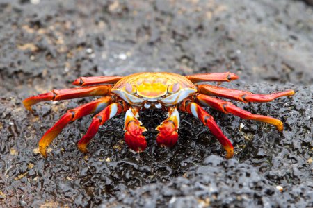 Téléchargez les photos : Crabe des pieds légers Sally sur un rocher de lave noire, îles Galapagos, Équateur - en image libre de droit