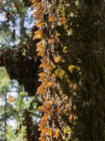 Mariposas monarca: agua potable en Michoacán, México
