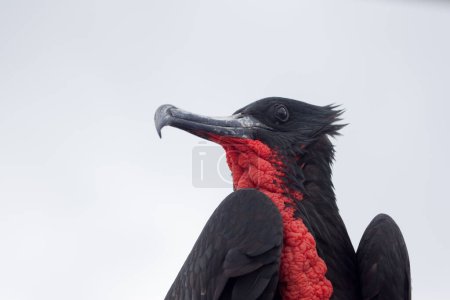 Foto de Frigate Bird, Islas Galápagos, Ecuador - Imagen libre de derechos