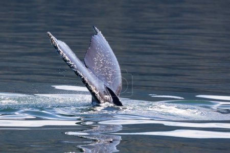 Humpback Whale (Megaptera novaeangliae) diving-9, Juneau, Alaska