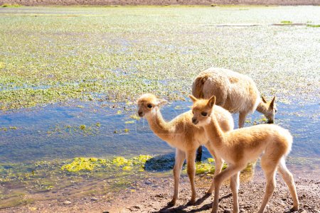 Vicuna babies at the edge of the water both stare directly into the camera near San Pedro de Atacama, Chile. The vicuna (Lama vicugna) is one of the two wild South American camelids.