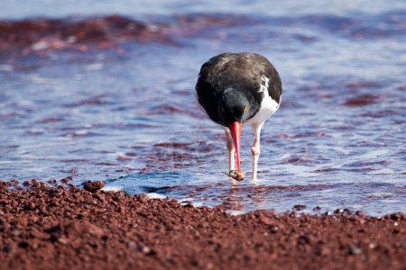 American Oystercatcher looking for food on the beach at Galapagos Islands, Ecuador 