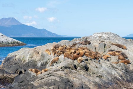Téléchargez les photos : Lions de mer d'Amérique du Sud reposant sur le rocher au canal Beagle, Terre de Feu, Argentine. C'est une attraction touristique populaire près d'Ushuaia. - en image libre de droit
