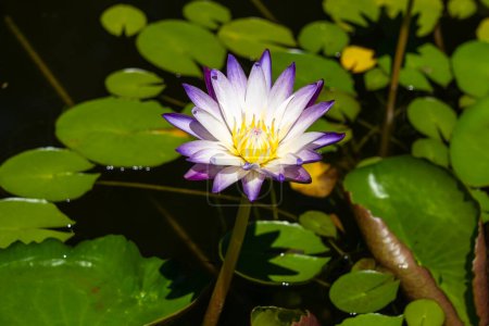 Téléchargez les photos : Une fleur de lis d'eau Purple Joy (Nymphaea Purple Joy) dans un jardin aquatique. Buenos Aires, Argentine. - en image libre de droit