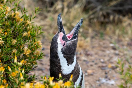 Ein Magellanpinguin im Punta Tombo Naturschutzgebiet in der Nähe von Puerto Madryn, Argentinien. Magellanpinguine führen eine Vielzahl von Vokalisierungen durch.
