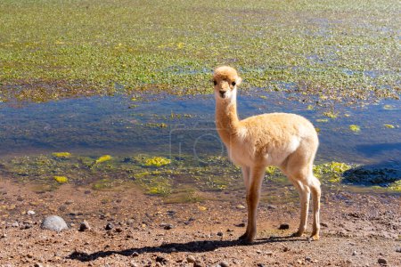 Ein Vicuna-Baby am Rande des Wassers in der Nähe von San Pedro de Atacama, Chile. Der Vicuna (Lama vicugna) ist eines der beiden wilden südamerikanischen Kameliden.