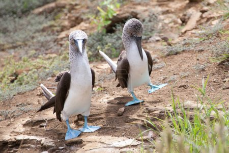 Foto de Pareja de piqueros de patas azules realizando baile de apareamiento, Islas Galápagos, Ecuador, Pacífico, Sudamérica - Imagen libre de derechos