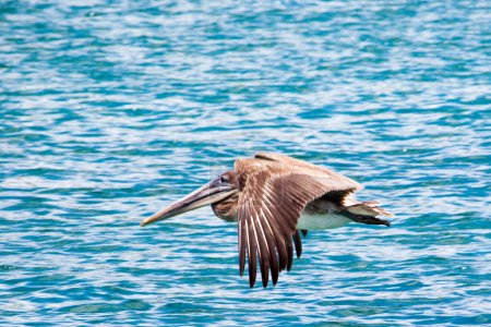 Photo for Pelican flying over the sea - Royalty Free Image
