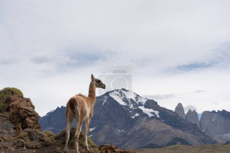 Un Guanaco de pie en la colina con las montañas al fondo en el Parque Nacional Paine, Chile. El Guanaco (Lama guanicoe) es uno de los dos camélidos sudamericanos salvajes.