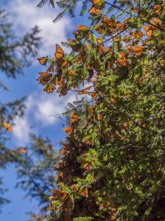 Foto de Monarch Butterflies on tree branch in blue sky background, Michoacan, México - Imagen libre de derechos