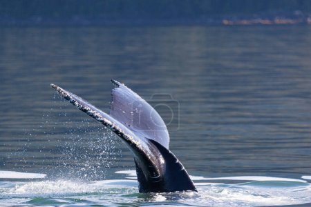 Téléchargez les photos : Baleine à bosse (Megaptera novaeangliae) plongée-8, Juneau, Alaska - en image libre de droit
