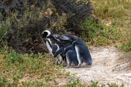 Dos jóvenes pingüinos magallánicos hambrientos suplican a sus padres que pidan comida en la reserva natural Punta Tombo cerca de Puerto Madryn, Argentina.