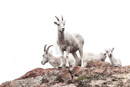 Foto de Cabras blancas en colina rocosa - Imagen libre de derechos