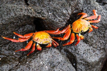 Téléchargez les photos : Sally crabes aux pieds légers sur roche de lave noire, Îles Galapagos, Équateur - en image libre de droit