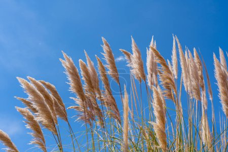 Pampas grass (Cortaderia selloana) with the blue sky background. Chile. Cortaderia selloana is a species of flowering plant in the Poaceae family and is native to southern South America.