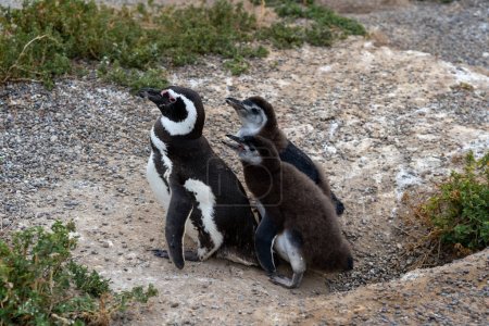 Photo for A Magellanic penguin feeding two hungry young Magellanic penguins at Punta Tombo nature reserve near Puerto Madryn, Argentina. - Royalty Free Image
