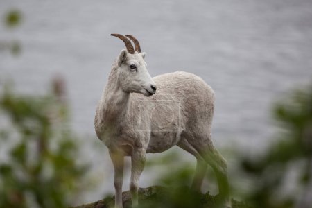 Mountain goat (Oreamnos americanus) along Seward highway, Alaska