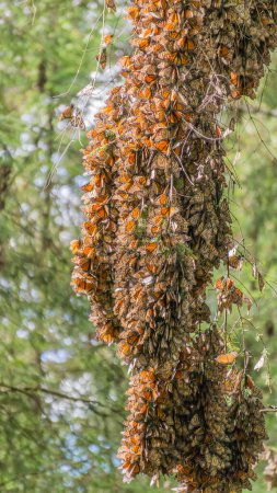 Photo for Monarch Butterflies on the tree branches at the Monarch Butterfly Biosphere Reserve in Michoacan, Mexico, a World Heritage Site. - Royalty Free Image