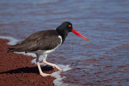 American Oystercatcher looking for food at Galapagos Islands, Ecuador