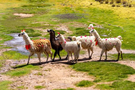 Herd of the decorated llamasa (Lama glama) with different sizes and colors on the meadow in Altiplano, Bolivia. The llama (Lama glama) is a domesticated South American camelid.