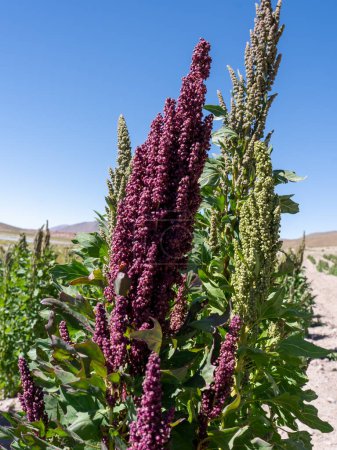 A stalk of Quinoa plants at a farm field in Bolivian. Quinoa (Chenopodium quinoa) is a herbaceous annual plant grown as a crop primarily for its edible seeds.
