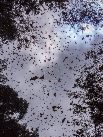 Téléchargez les photos : Réserve de biosphère du papillon monarque à Michoacan, au Mexique, un site du patrimoine mondial. - en image libre de droit