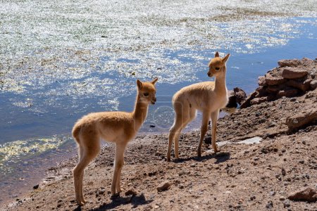 Téléchargez les photos : Vicunas près de San Pedro de Atacama, Chili. La vicuna (Lama vicugna) est l'un des deux camélidés sauvages d'Amérique du Sud.. - en image libre de droit