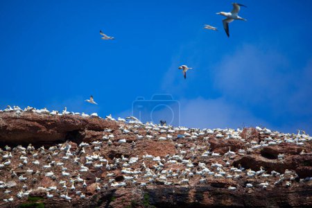 Photo for Northern gannet colony on Bonaventure Island near to Perce, Gaspe, Quebec, Canada. - Royalty Free Image