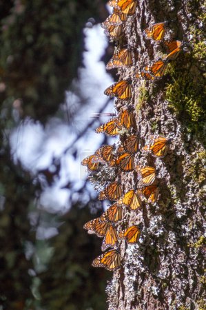 Mariposas monarca en tronco de árbol en la Reserva de la Biosfera Mariposa Monarca en Michoacán, México, Patrimonio de la Humanidad.