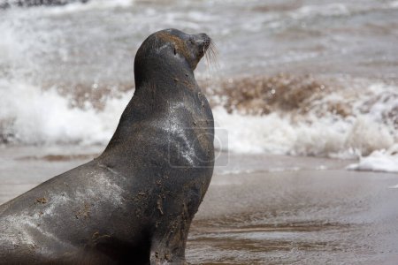 Téléchargez les photos : Un lion de mer sur la plage, Îles Galapagos, Équateur - en image libre de droit