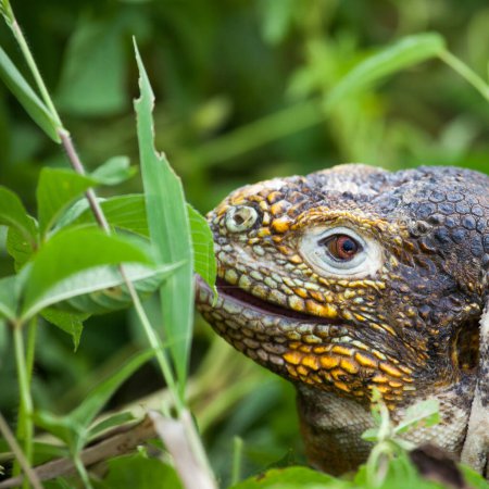 Foto de Iguana terrestre de Galápagos comiendo hojas en las Islas Galápagos, Ecuador, Pacífico, América del Sur - Imagen libre de derechos