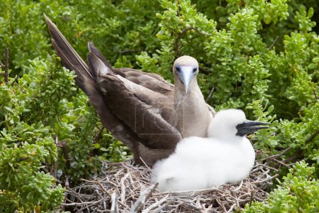 Téléchargez les photos : Bottes à pattes rouges (Sula sula) avec poussin sur le nid sur les îles Galapagos, Équateur - en image libre de droit