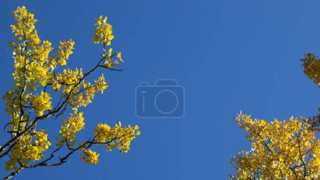Téléchargez les photos : Feuilles jaunes sur fond bleu ciel - en image libre de droit