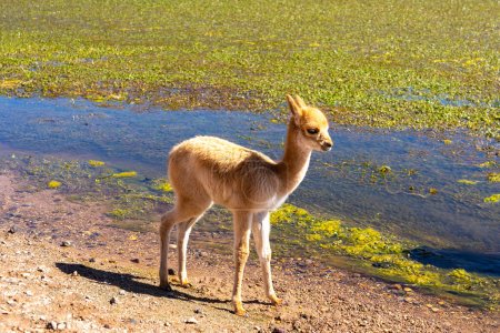 Téléchargez les photos : Vicuna bébé près de San Pedro de Atacama, Chili. La vicuna (Lama vicugna) est l'un des deux camélidés sauvages d'Amérique du Sud.. - en image libre de droit
