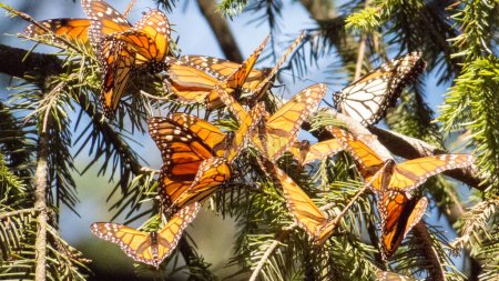 Mariposas monarca en las ramas de los árboles en la Reserva de la Biosfera Mariposa Monarca en Michoacán, México, Patrimonio de la Humanidad.