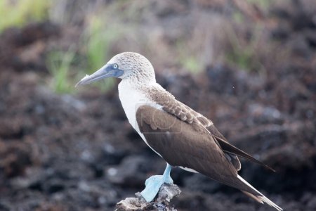 Photo for Blue footed boobies performing mating dance, Galapagos Islands, Ecuador, Pacific, South America - Royalty Free Image