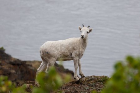 Mountain goat (Oreamnos americanus) along Seward highway, Alaska 