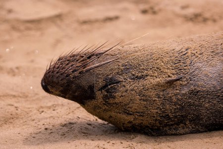 Téléchargez les photos : Tête d'otarie endormie sur la plage des îles Galapagos, Équateur - en image libre de droit