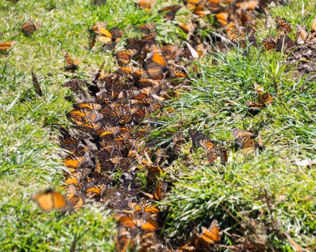 Foto de Mariposas Monarca bebiendo agua en el suelo en la Reserva de la Biosfera Mariposa Monarca en Michoacán, México, Patrimonio de la Humanidad. - Imagen libre de derechos