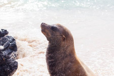 Téléchargez les photos : Un lion de mer sur la plage, Îles Galapagos, Équateur - en image libre de droit
