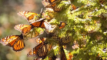 Photo for Monarch Butterflies on the tree branches at the Monarch Butterfly Biosphere Reserve in Michoacan, Mexico, a World Heritage Site. - Royalty Free Image