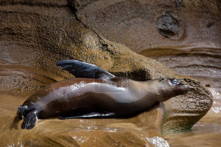 Téléchargez les photos : Otarie dormant sur le rocher aux îles Galapagos, Équateur, Pacifique, Amérique du Sud - en image libre de droit