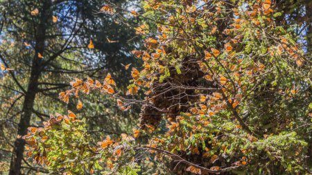 Foto de Mariposas monarca en las ramas de los árboles en la Reserva de la Biosfera Mariposa Monarca en Michoacán, México, Patrimonio de la Humanidad. - Imagen libre de derechos