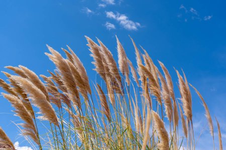 Pampas grass (Cortaderia selloana) with the blue sky background. Chile. Cortaderia selloana is a species of flowering plant in the Poaceae family and is native to southern South America.