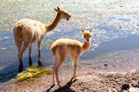 Téléchargez les photos : Vicunas près de San Pedro de Atacama, Chili. La vicuna (Lama vicugna) est l'un des deux camélidés sauvages d'Amérique du Sud.. - en image libre de droit