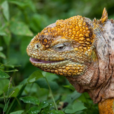 Foto de Jefe de iguana terrestre, Islas Galápagos, Ecuador, Pacífico, Sudamérica - Imagen libre de derechos